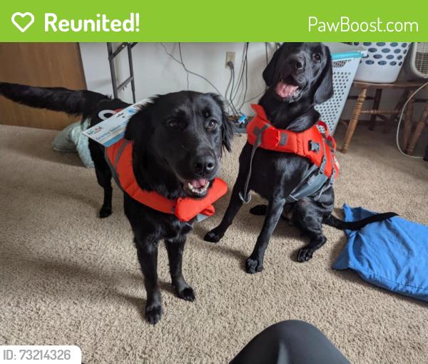 Reunited Female Dog last seen Gawley ct, Pinckney, MI 48169