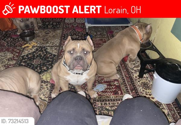 Lost Male Dog last seen Lexington Ave, Lorain, OH 44052