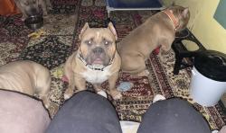 Lost Male Dog last seen Lexington Ave, Lorain, OH 44052