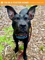 Shelter Stray Male Dog last seen Near Calvert st, 21218, MD, 2490 Giles Rd, Baltimore, MD 21225, USA