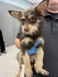 Shelter Stray Male Dog last seen Near Paradise circle, County/Unicorporated, NC, 1491 Business Park Ct, Gastonia, NC 28052, USA