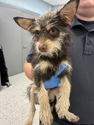 Shelter Stray Male Dog last seen Near Paradise circle, County/Unicorporated, NC, 1491 Business Park Ct, Gastonia, NC 28052, USA