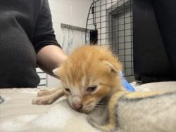 Shelter Stray Male Cat last seen Near W Franklin Blvd, County/Unicorporated, NC, 1491 Business Park Ct, Gastonia, NC 28052, USA