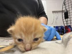 Shelter Stray Male Cat last seen Near W Franklin Blvd, County/Unicorporated, NC, 1491 Business Park Ct, Gastonia, NC 28052, USA