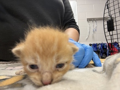 Shelter Stray Male Cat last seen Near W Franklin Blvd, County/Unicorporated, NC, 1491 Business Park Ct, Gastonia, NC 28052, USA