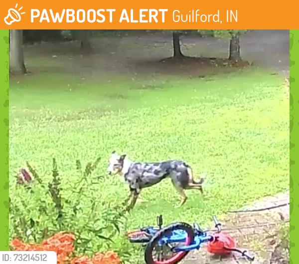 Found/Stray Unknown Dog last seen Across from Sawdon ridge on state Route 1, Guilford, IN 47022