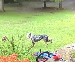 Found/Stray Unknown Dog last seen Across from Sawdon ridge on state Route 1, Guilford, IN 47022