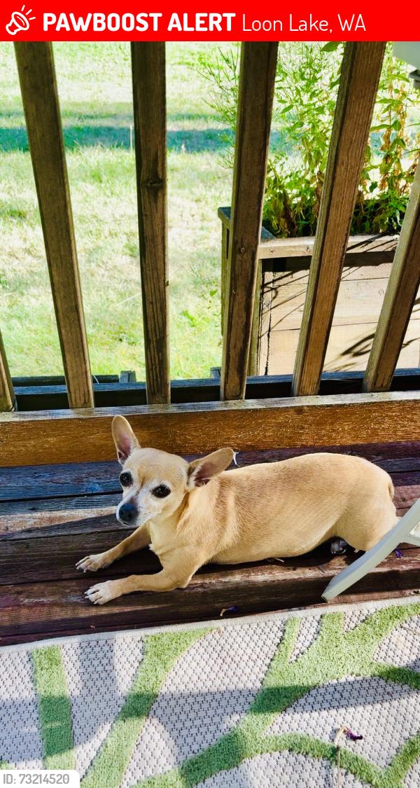 Lost Female Dog last seen Maple and bluebird lane, Loon Lake, WA 99148