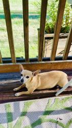 Lost Female Dog last seen Maple and bluebird lane, Loon Lake, WA 99148