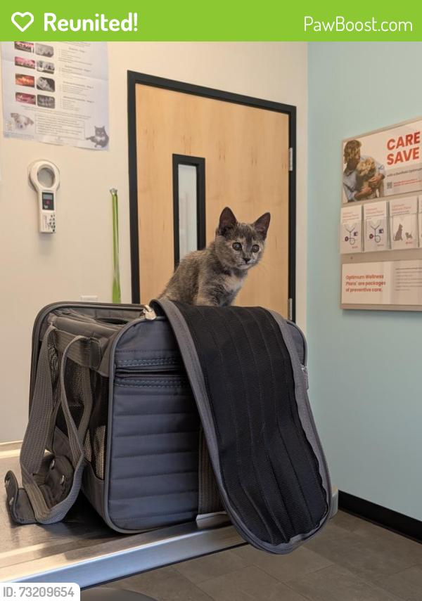 Reunited Female Cat last seen Holland Cir and Nimrod, Traverse City, MI 49685