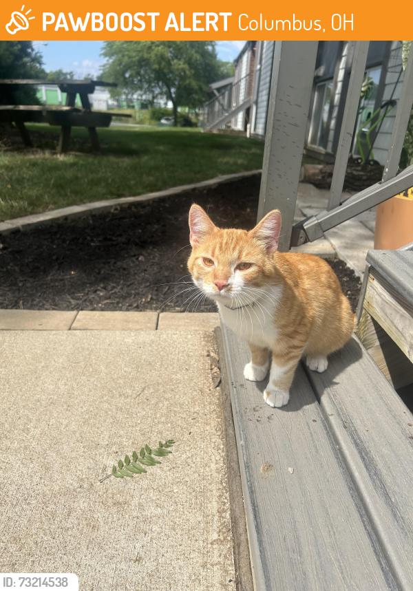 Found/Stray Male Cat last seen Kenny rd between bethel and hendo, Columbus, OH 43220