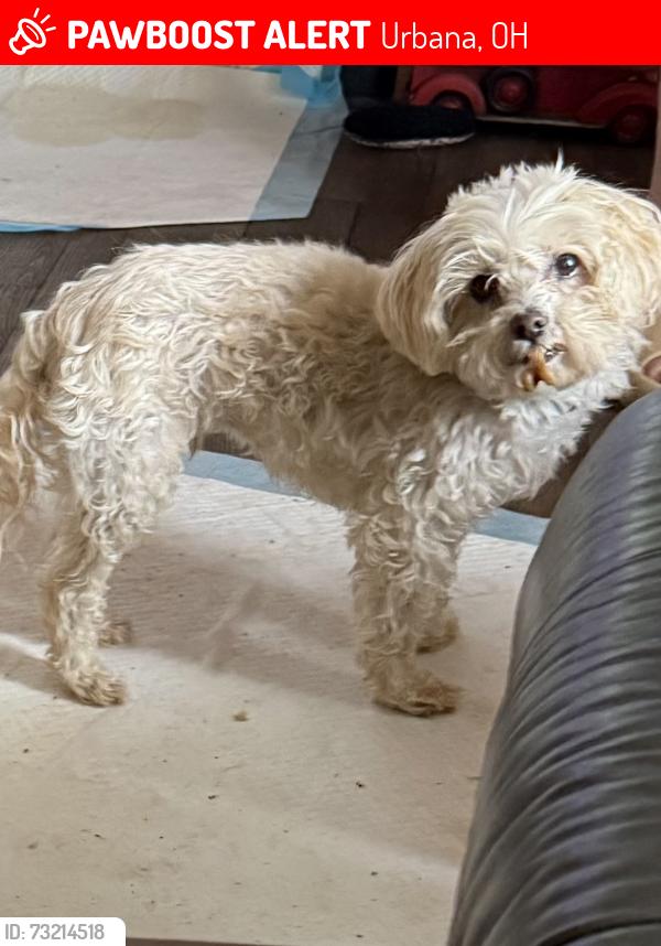 Lost Male Dog last seen Children’s Home Rd. Urbana, Oh 43078, Urbana, OH 43078