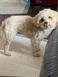 Lost Male Dog last seen Children’s Home Rd. Urbana, Oh 43078, Urbana, OH 43078