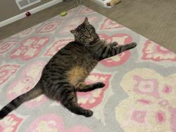 Lost Male Cat last seen Druid hill /silver lake dive /summit nj, Summit, NJ 07901