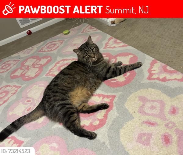 Lost Male Cat last seen Druid hill /silver lake dive /summit nj, Summit, NJ 07901