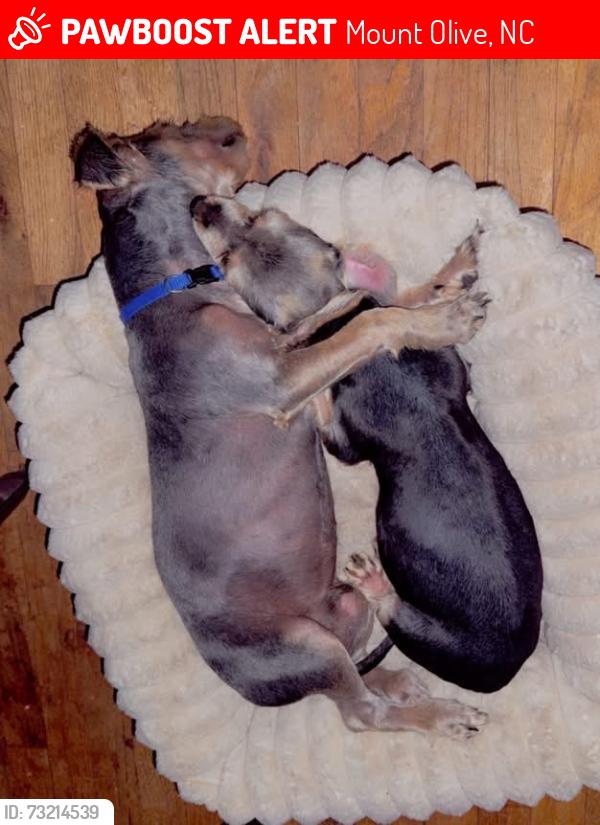 Lost Female Dog last seen E Maple St, Mount Olive, NC 28365