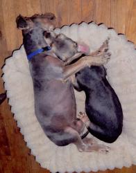 Lost Female Dog last seen E Maple St, Mount Olive, NC 28365