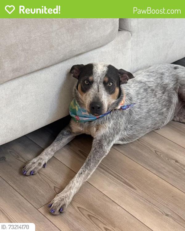 Reunited Female Dog last seen Near Buc-Cree and Green Acres in Melissa, Melissa, TX 75454