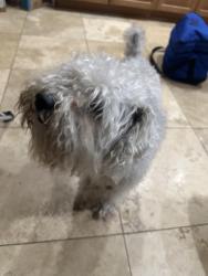 Reunited Male Dog last seen Seminola drive, Casselberry, FL 32707