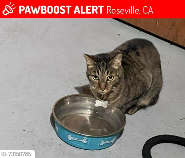 Lost Female Cat last seen Market & Earl Rush Drive, Roseville, CA 95747