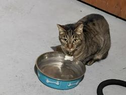 Lost Female Cat last seen Market & Earl Rush Drive, Roseville, CA 95747