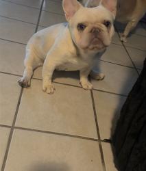 Reunited Female Dog last seen Stewart and Nellis and bonanza and nellis, Las Vegas, NV 89110