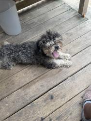 Found/Stray Male Dog last seen North Stillman st, Philadelphia, PA 19121