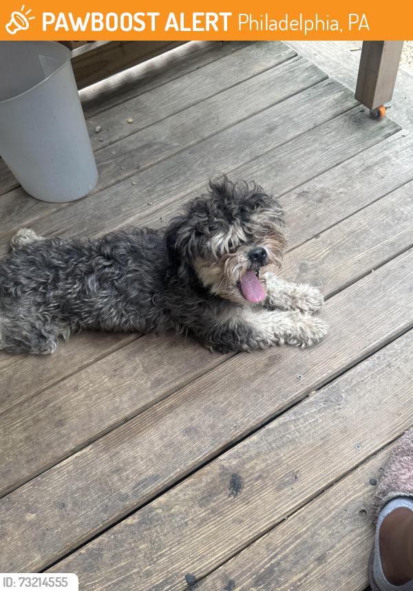 Found/Stray Male Dog last seen North Stillman st, Philadelphia, PA 19121