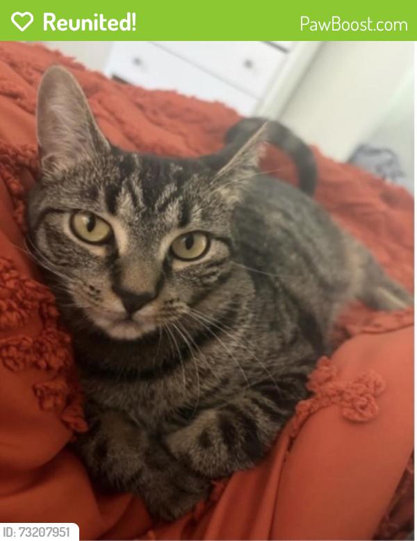 Reunited Female Cat last seen Between Hedley and Blaine ave, Buffalo, NY 14208