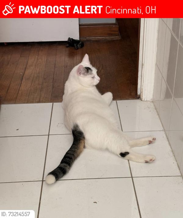 Lost Male Cat last seen Kennedy Ave, Cincinnati, OH 45213