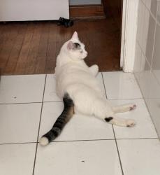 Lost Male Cat last seen Kennedy Ave, Cincinnati, OH 45213