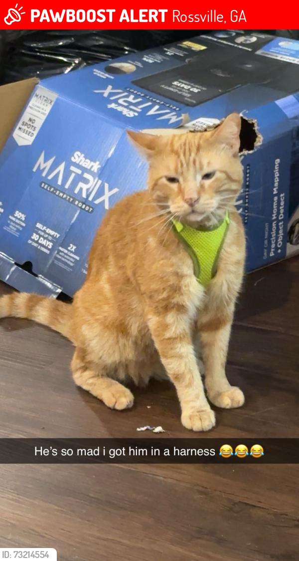 Lost Male Cat last seen Hollywood Drive, Rossville,GA, Rossville, GA 30741