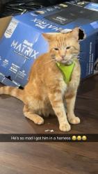 Lost Male Cat last seen Hollywood Drive, Rossville,GA, Rossville, GA 30741