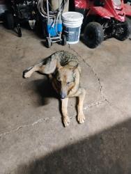 Lost Female Dog last seen Harbins rd, Gwinnett County, GA 30093