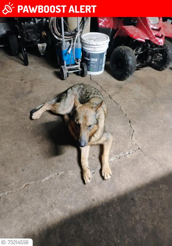 Lost Female Dog last seen Harbins rd, Gwinnett County, GA 30093
