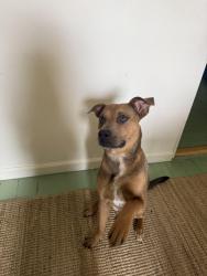 Lost Female Dog last seen Town Rd, Saugerties, NY 12477