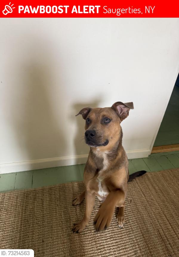 Lost Female Dog last seen Town Rd, Saugerties, NY 12477