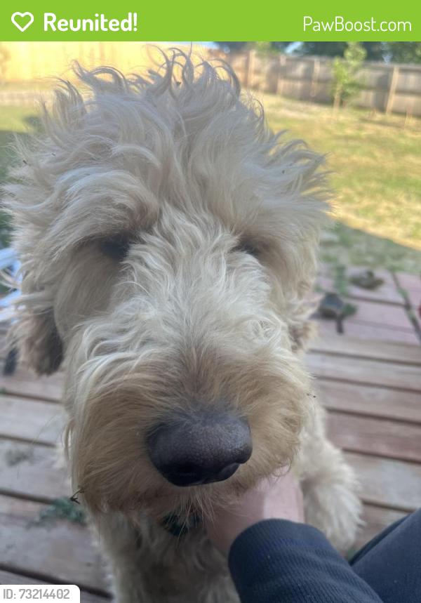 Reunited Male Dog last seen Brown and Halifax, Aurora, CO 80013