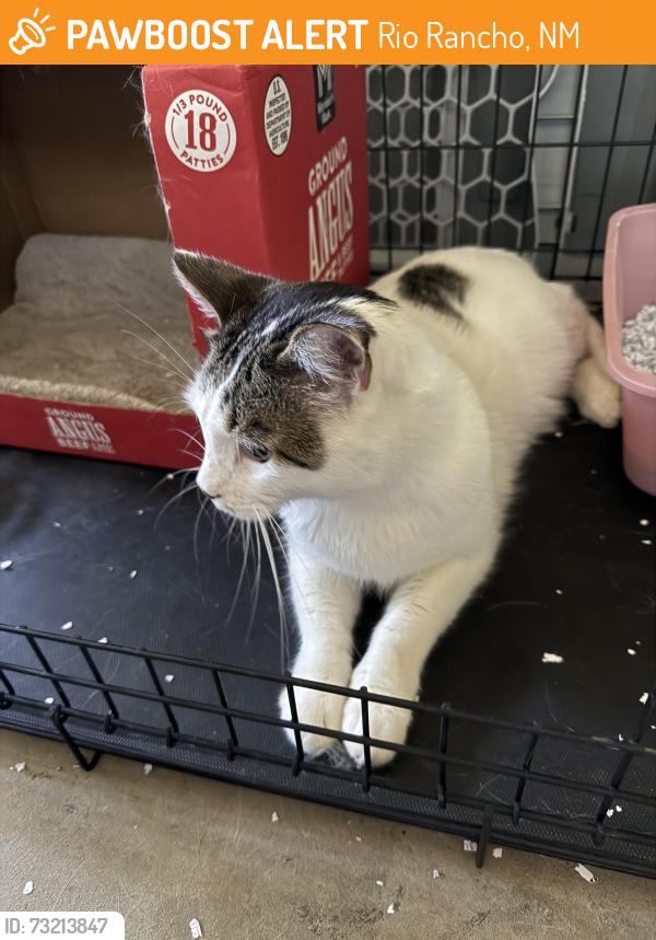 Found/Stray Unknown Cat last seen Sara and Sara Way, Rio Rancho, NM 87124