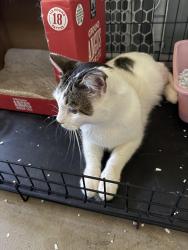 Found/Stray Unknown Cat last seen Sara and Sara Way, Rio Rancho, NM 87124