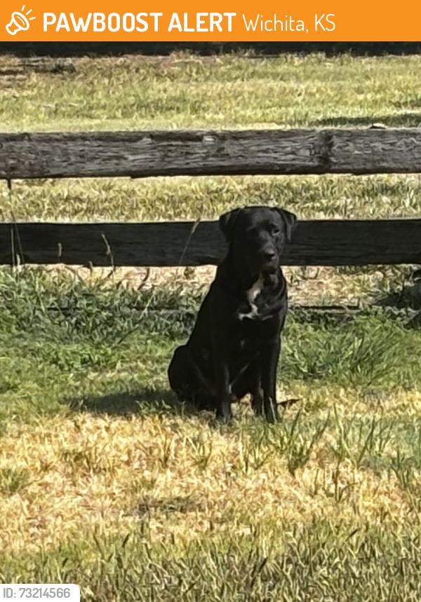 Found/Stray Male Dog last seen Spring & Willow in Spring Acres, Wichita, KS 67208