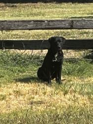 Found/Stray Male Dog last seen Spring & Willow in Spring Acres, Wichita, KS 67208