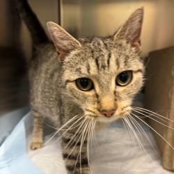 Shelter Stray Female Cat last seen , Animal Care & Control Team of Philly, 111 W Hunting Park Ave, Philadelphia, PA 19140, USA