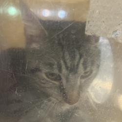 Shelter Stray Male Cat last seen , Animal Care & Control Team of Philly, 111 W Hunting Park Ave, Philadelphia, PA 19140, USA