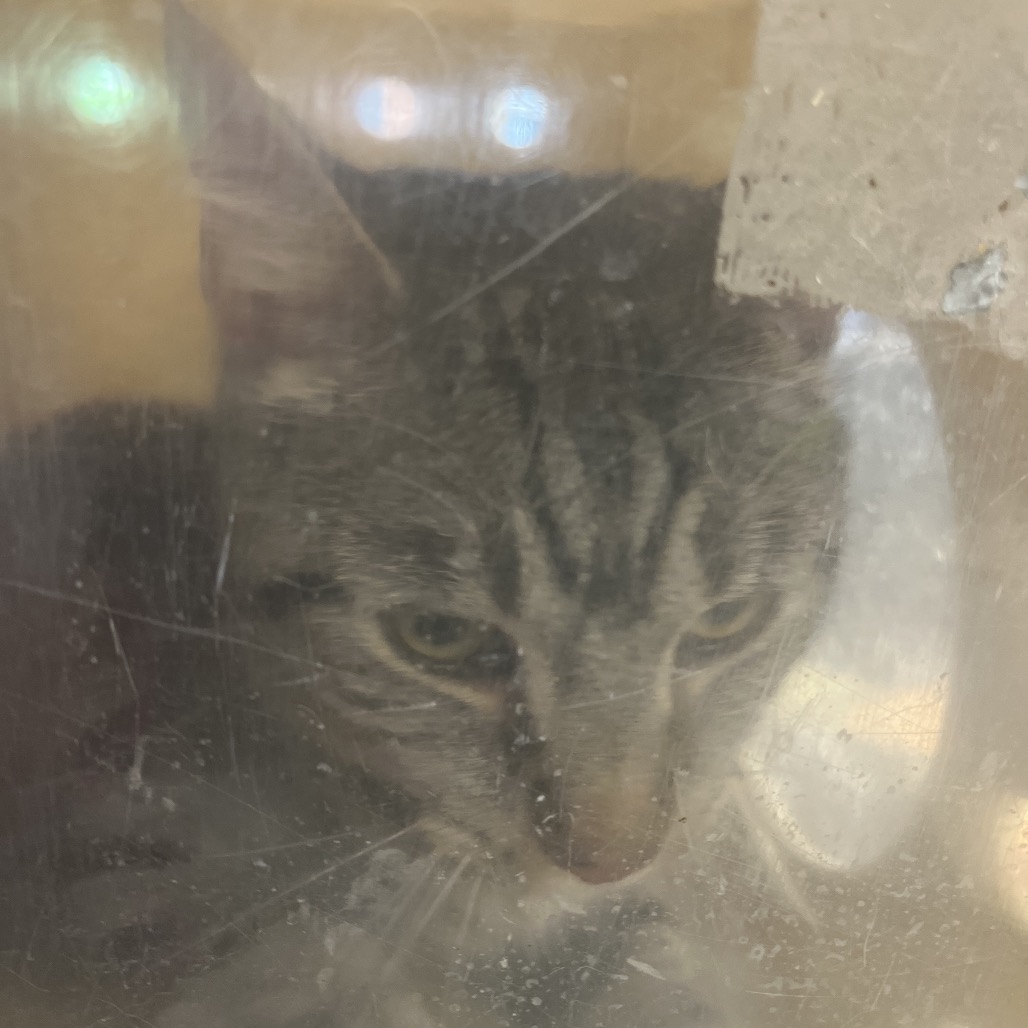 Shelter Stray Male Cat last seen , Animal Care & Control Team of Philly, 111 W Hunting Park Ave, Philadelphia, PA 19140, USA