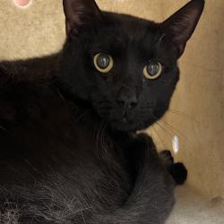 Shelter Stray Male Cat last seen , Animal Care & Control Team of Philly, 111 W Hunting Park Ave, Philadelphia, PA 19140, USA