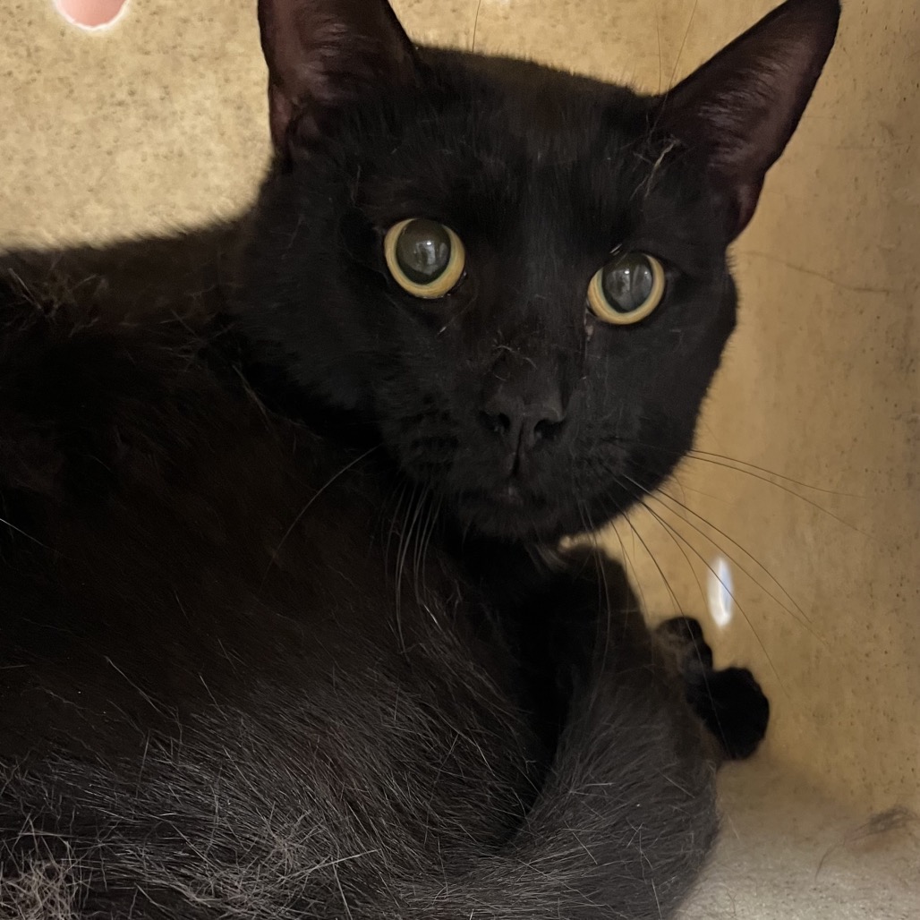 Shelter Stray Male Cat last seen , Animal Care & Control Team of Philly, 111 W Hunting Park Ave, Philadelphia, PA 19140, USA