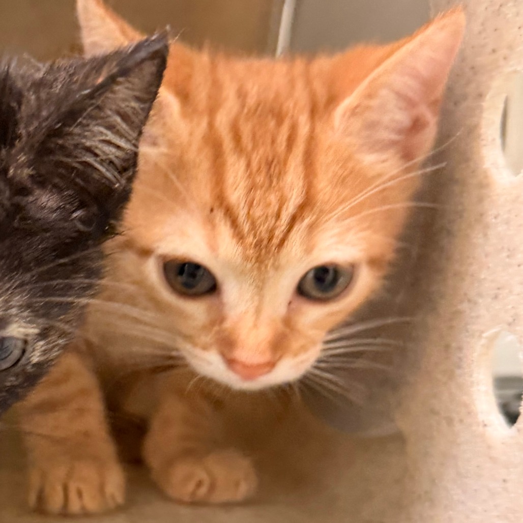 Shelter Stray Unknown Cat last seen , Animal Care & Control Team of Philly, 111 W Hunting Park Ave, Philadelphia, PA 19140, USA