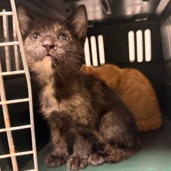 Shelter Stray Unknown Cat last seen , Animal Care & Control Team of Philly, 111 W Hunting Park Ave, Philadelphia, PA 19140, USA