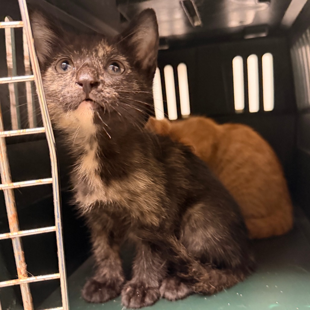 Shelter Stray Unknown Cat last seen , Animal Care & Control Team of Philly, 111 W Hunting Park Ave, Philadelphia, PA 19140, USA